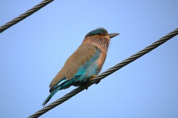 Indian Roller