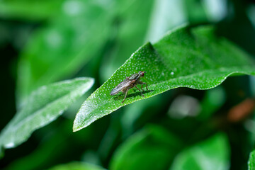 Dung Fly (Scathophaga stercoraria), commonly found in pastures, fields, and dung-covered areas worldwide