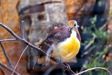 Purple Quail-Dove (Geotrygon purpurata), commonly found in tropical forests of Central and South America