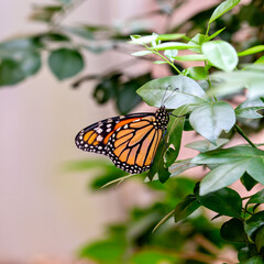 Monarch Butterfly (Danaus plexippus), commonly found in North America, particularly in meadows and gardens