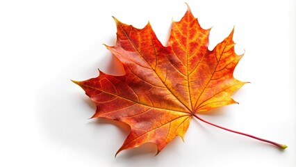Obraz premium Asymmetrical red and orange maple leaf on white background