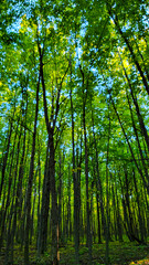Green foliage in peak summer season, walk in the forest in Canada