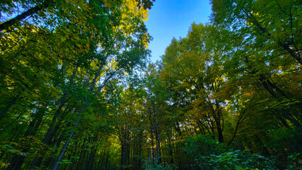 Green foliage in peak summer season, walk in the forest in Canada