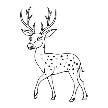 recommend clip art: Hand drawn Deer outline illustration