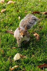 squirrel in the park