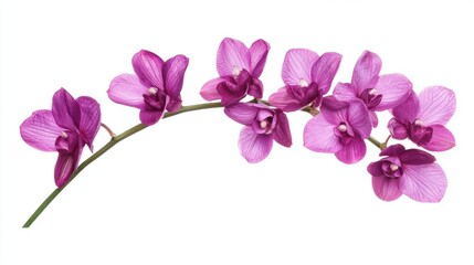 Obraz premium Vibrant purple dendrobium orchid with arching stem