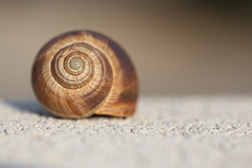 close up of an empty snail