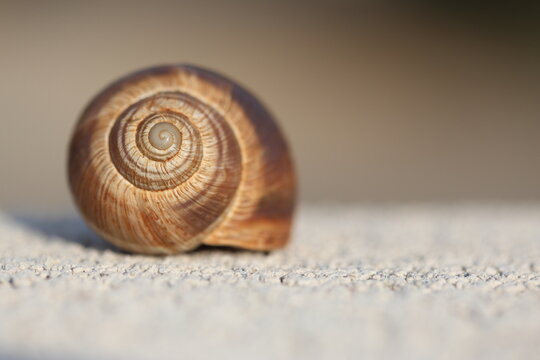 close up of an empty snail