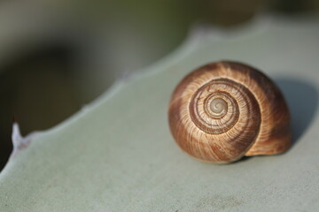 close up of an empty snail