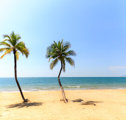 Obraz premium Sanya Beach, Hainan Island, China. palm tree on the beach. 