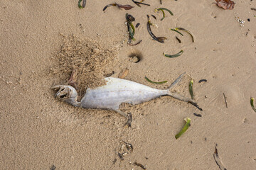 dead fish washed up on the shore, surrounded by seaweed and debris.. a sad reminder of life's fragility and the impact of pollution on the environment.