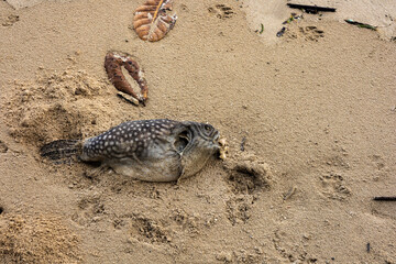 A dead pufferfish on a sandy beach, partially buried with black spots. Debris like a leaf and twigs are scattered around