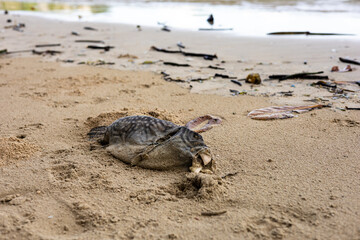 Dead fish on sea shore. The fish's body is spotted, and its tail is buried. Debris like branches...