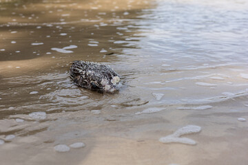 dead puffer fish on the wet beach sand partially submerged with receding waves, foam, and ripples.