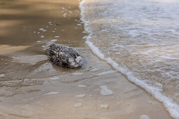 A dead pufferfish on the seashore washed ashore by the waves.
