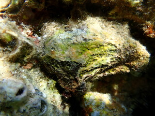 Bivalve mollusc oyster (Ostrea cf.) undersea, Aegean Sea, Greece, Halkidiki, Kakoudia beach