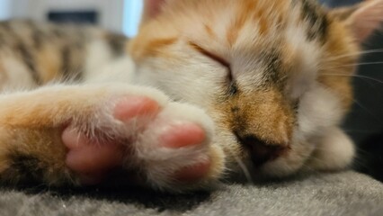 Sleeping calico cat with paws outstretched, close-up of paws