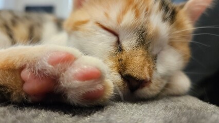 Sleeping calico cat with paws outstretched, close-up view