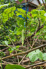 A vibrant garden bursting with fresh, organic vegetables like tomatoes and lettuce, thriving under the warm spring sun