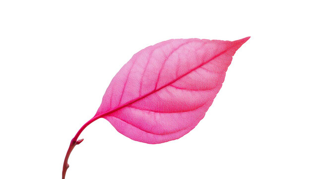 A single pink leaf isolated on transparent background
