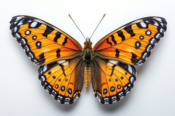 Fototapeta premium tiger butterfly with bold orange wings lined with black and white spots