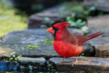 Northern cardinal perched on a rock