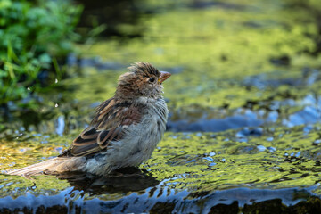 White-throated Sparrow taking a bath