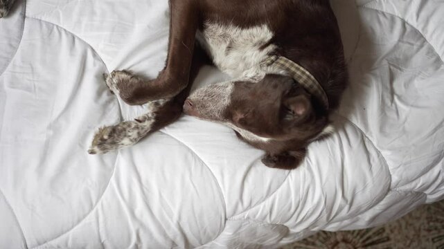 dog stretched out sleeping on the bed on the white duvet, medium size, brown coat with white patches, mix of podenco and braco