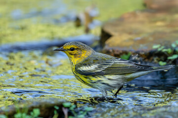 Cape May warbler perched on a rock