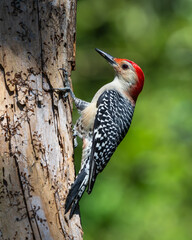 Red-bellied woodpecker perched on a tree branch
