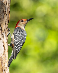 Red-bellied woodpecker perched on a tree branch