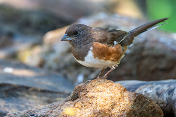 Female Eastern Towhee perched on a rock
