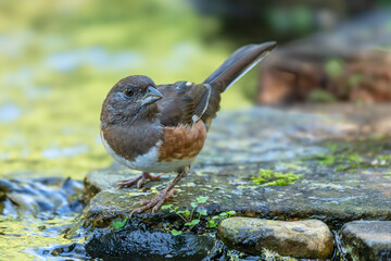 Female Eastern Towhee perched on a rock