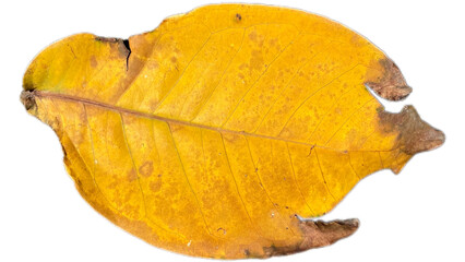 Naklejka premium Beautiful yellow dry leaves isolated on white background