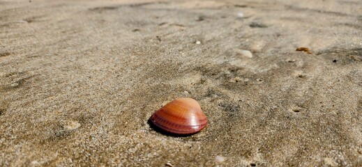 Close-up of two seashells on a sandy beach, with intricate patterns and colors.









