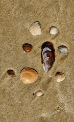 Close-up of two seashells on a sandy beach, with intricate patterns and colors.








