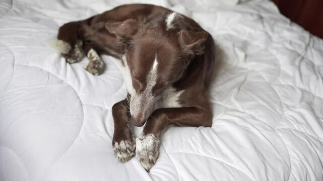 dog stretched out sleeping on the bed on the white duvet, medium size, brown coat with white patches, mix of podenco and braco