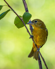 Summer tanager perched on a tree branch