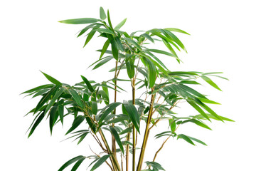 Fototapeta premium Bamboo Plant Isolated on a transparent Background Perfect for Illustrating Serenity and Natural Wellness Concepts