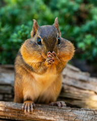 Chipmunk sitting on a log