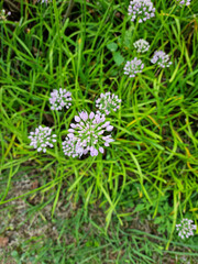 top view Chives with Flowers. 