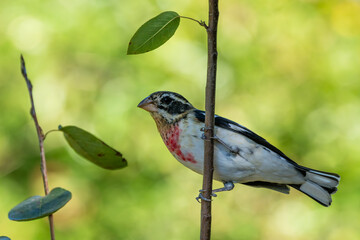 Juvenile male rose-breasted grosbeak perched on a tree branch