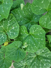 Close up of pumpkin leaves