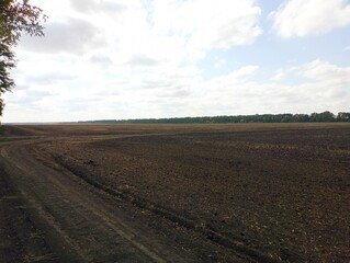 Autumn landscape on a field sown with wheat. A forest can be seen in the distance behind the cultivated land on the horizon. Autumn in the fields. Agricultural landscapes and lands.