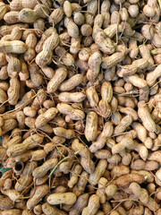 
A collection of harvested peanuts