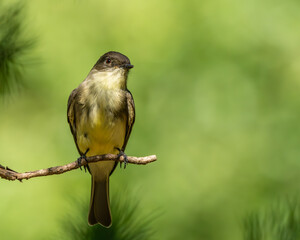 Eastern phoebe perched on a tree branch