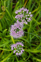 top view Chives with Flowers. 