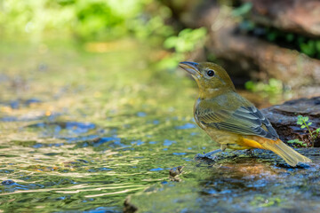 Summer tanager perched on a rock