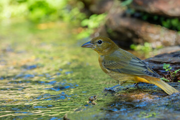 Summer tanager perched on a rock