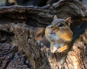 Chipmunk sitting on a log